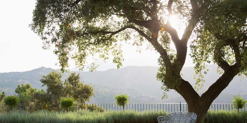 Bench under tree in sunny garden with mountain view