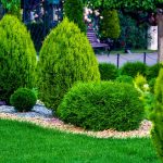 Landscape bed of a garden with evergreen bushes thuja mulched by yellow stone in a spring park with decorative landscape design, nobody.