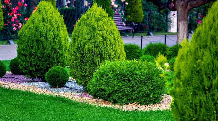 Landscape bed of a garden with evergreen bushes thuja mulched by yellow stone in a spring park with decorative landscape design, nobody.