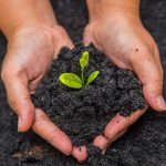 Soil Secrets: Mastering Garden Health