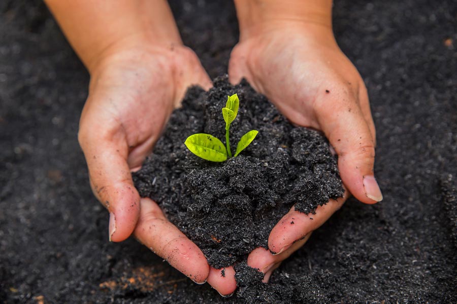 Soil Secrets: Mastering Garden Health