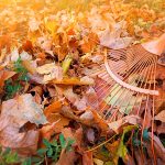 How to Make the Most of Autumn Leaves? Creative Uses for Garden Maintenance