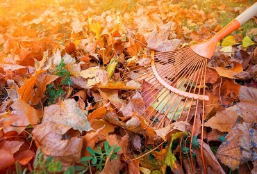 How to Make the Most of Autumn Leaves? Creative Uses for Garden Maintenance