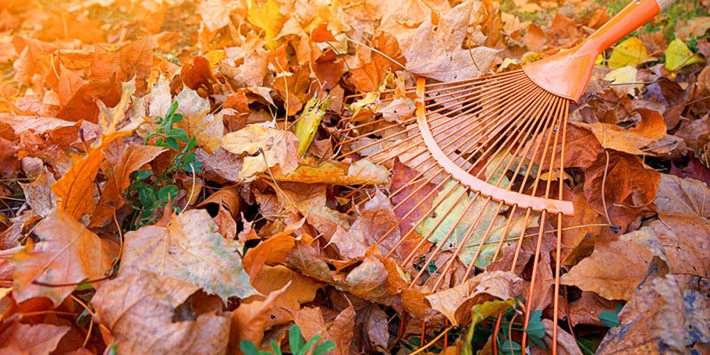 How to Make the Most of Autumn Leaves? Creative Uses for Garden Maintenance