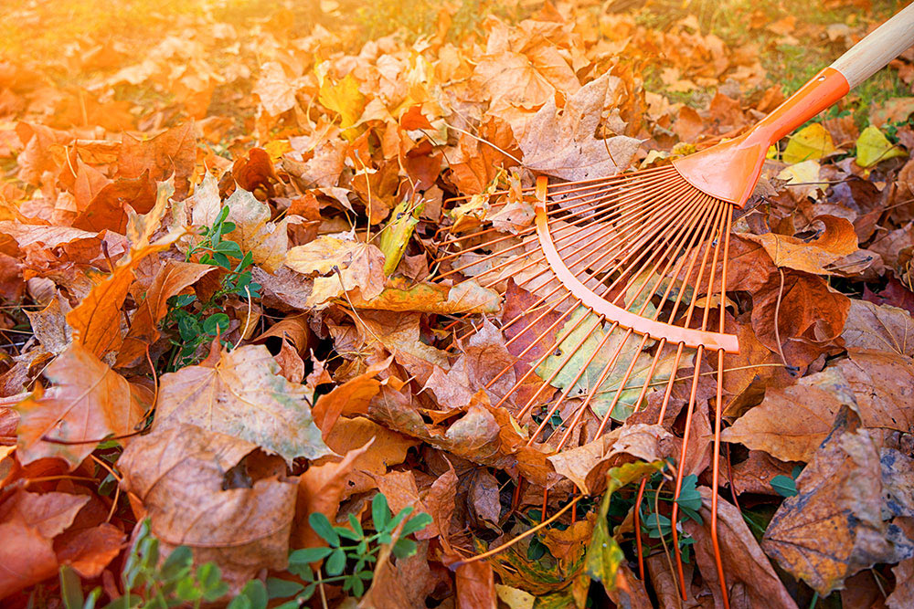 How to Make the Most of Autumn Leaves? Creative Uses for Garden Maintenance