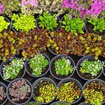 Fall Nursery Management: Preparing Plants and Seedlings for Winter