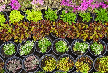 Fall Nursery Management: Preparing Plants and Seedlings for Winter