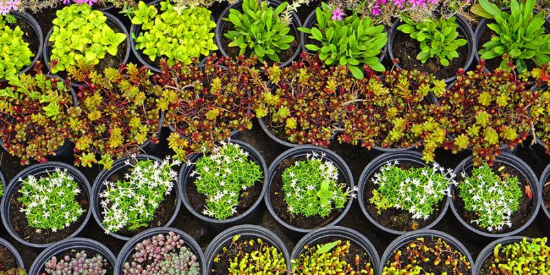 Fall Nursery Management: Preparing Plants and Seedlings for Winter