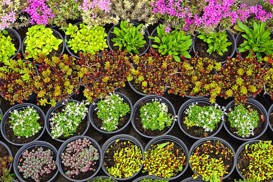 Fall Nursery Management: Preparing Plants and Seedlings for Winter