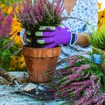 Top 4 Perennial Plants to Add Fall Color to Your Landscape