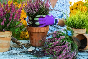 Top 4 Perennial Plants to Add Fall Color to Your Landscape