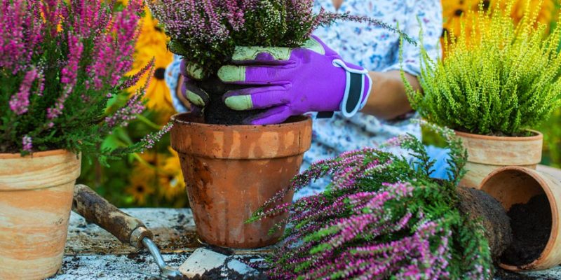 Top 4 Perennial Plants to Add Fall Color to Your Landscape