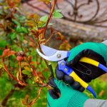 What Are the Best Practices for Winter Pruning? Ensuring Healthy Growth in Spring