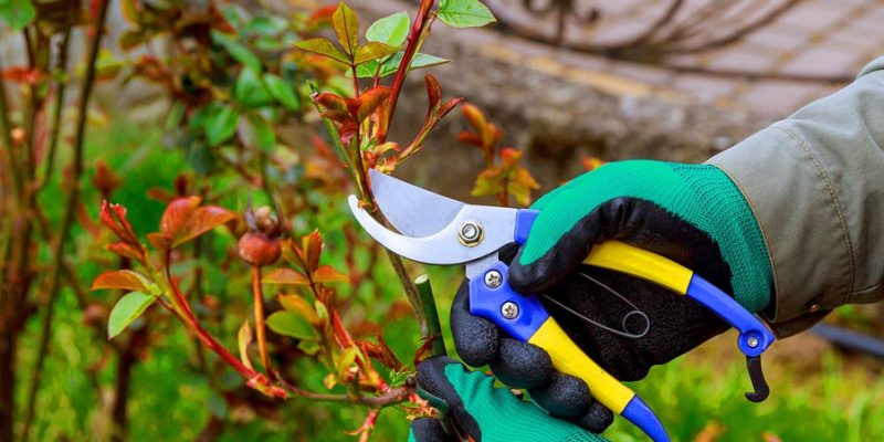 What Are the Best Practices for Winter Pruning? Ensuring Healthy Growth in Spring