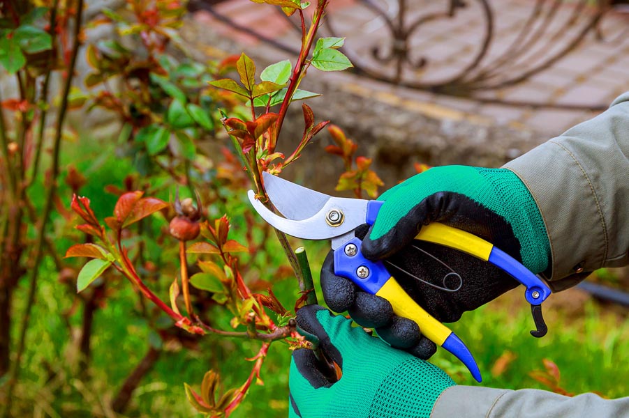 What Are the Best Practices for Winter Pruning? Ensuring Healthy Growth in Spring