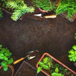 How to Maintain Soil Health During Winter? Keeping Your Ground Fertile Year-Round