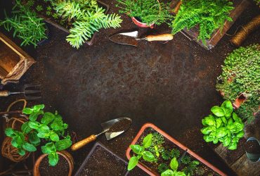 How to Maintain Soil Health During Winter? Keeping Your Ground Fertile Year-Round