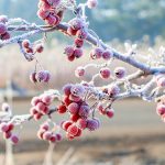 5 Ways to Winterize Your Garden: Preparing for the Frost