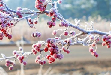 5 Ways to Winterize Your Garden: Preparing for the Frost