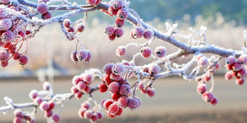 5 Ways to Winterize Your Garden: Preparing for the Frost