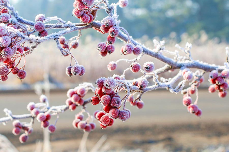 5 Ways to Winterize Your Garden: Preparing for the Frost