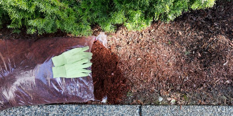 What Are the Benefits of Winter Mulching? Protecting Your Plants from the Cold