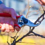 Why winter pruning matters for a thriving spring