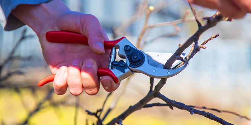 Why winter pruning matters for a thriving spring