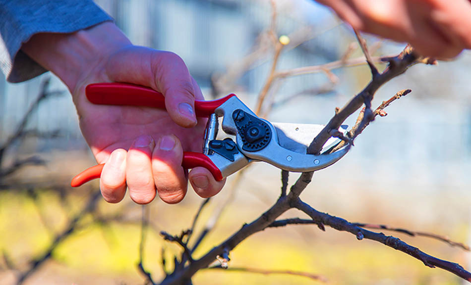 Why winter pruning matters for a thriving spring