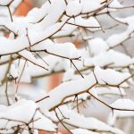 3 smart hacks to keep your garden safe from snow and ice