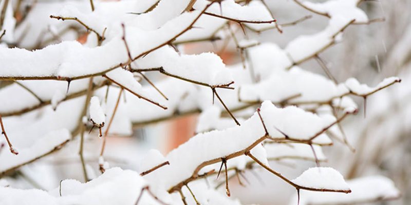 3 smart hacks to keep your garden safe from snow and ice