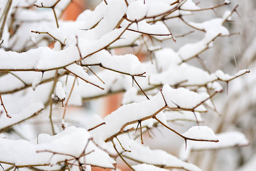 3 smart hacks to keep your garden safe from snow and ice