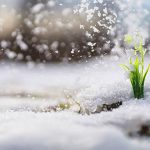 Don't Let Winter Weaken Your Evergreens – Here's How to Help; The first spring flowers. Snowdrops in the forest grow out of snow. White lily of the valley flower under the first rays of the spring sun.