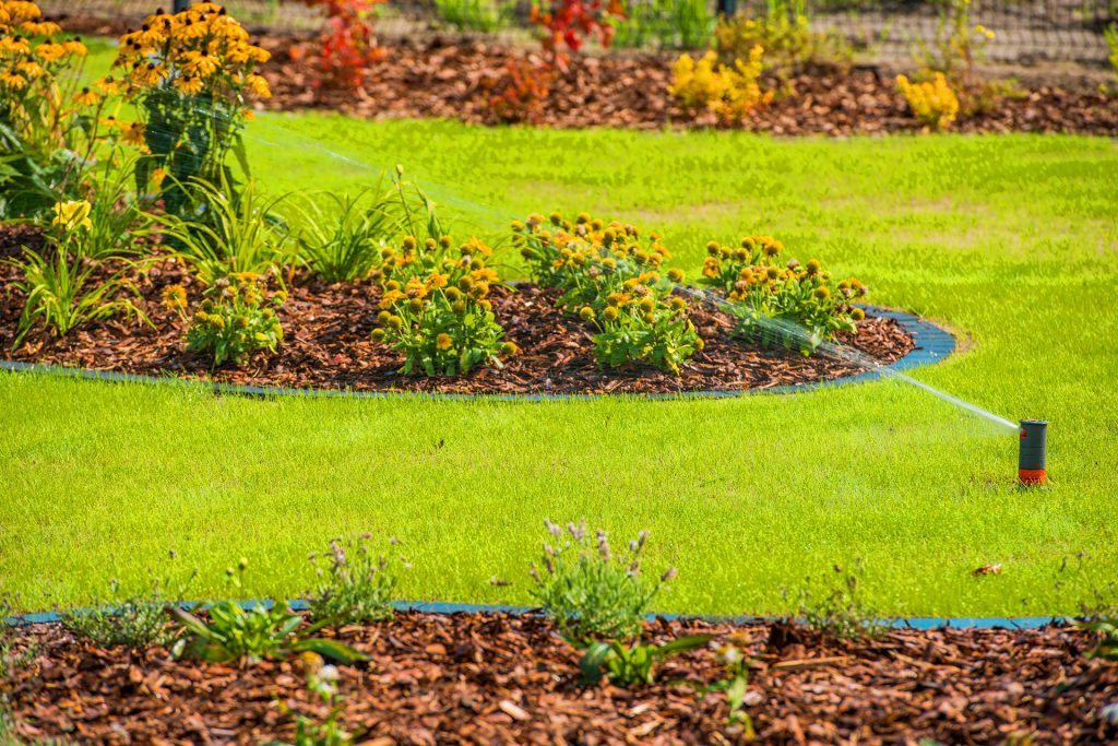 Why Native Plants Are the Secret to a Low-Maintenance Yard