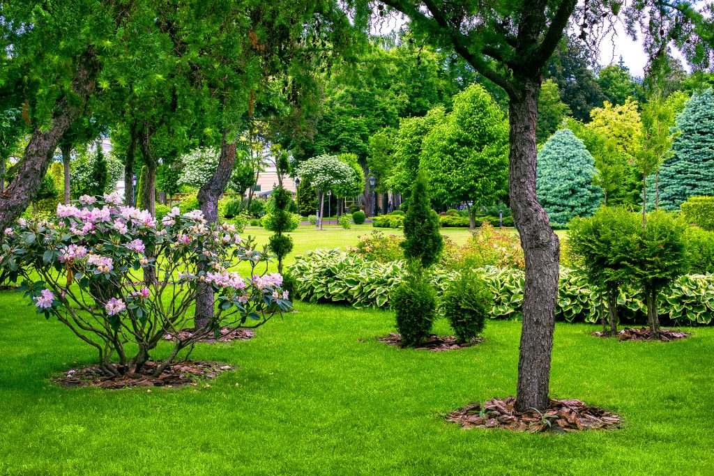 Is That Tree Safe? Signs You Should Call a Pro