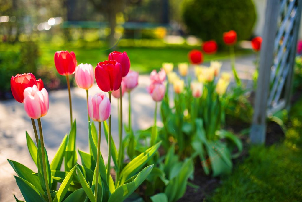 What You Should Plant Now for Next Spring's Garden