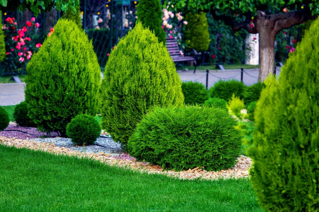 What Happens When You Plant Trees at the Wrong Time