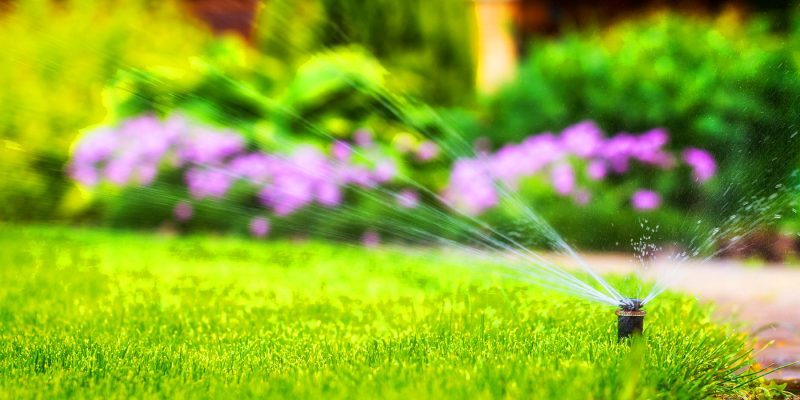Lawn sprinkler watering green grass and purple flowers in residential garden