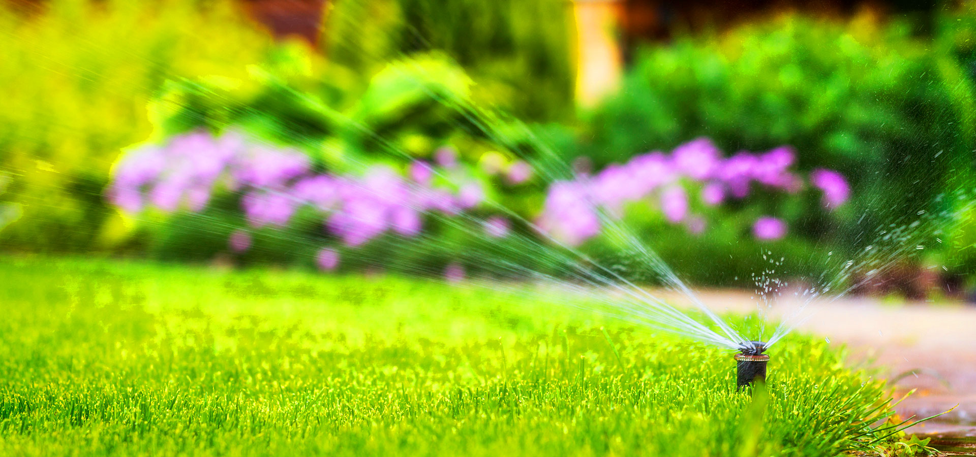 Lawn sprinkler watering green grass and purple flowers in residential garden
