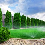 Automatic sprinkler system watering lush green lawn with arborvitae privacy trees