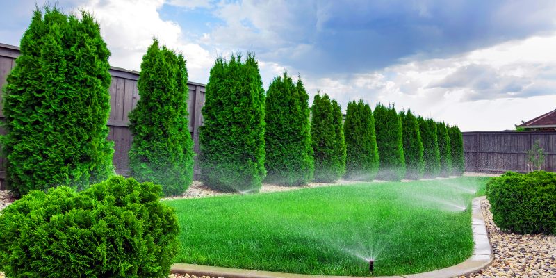 Automatic sprinkler system watering lush green lawn with arborvitae privacy trees