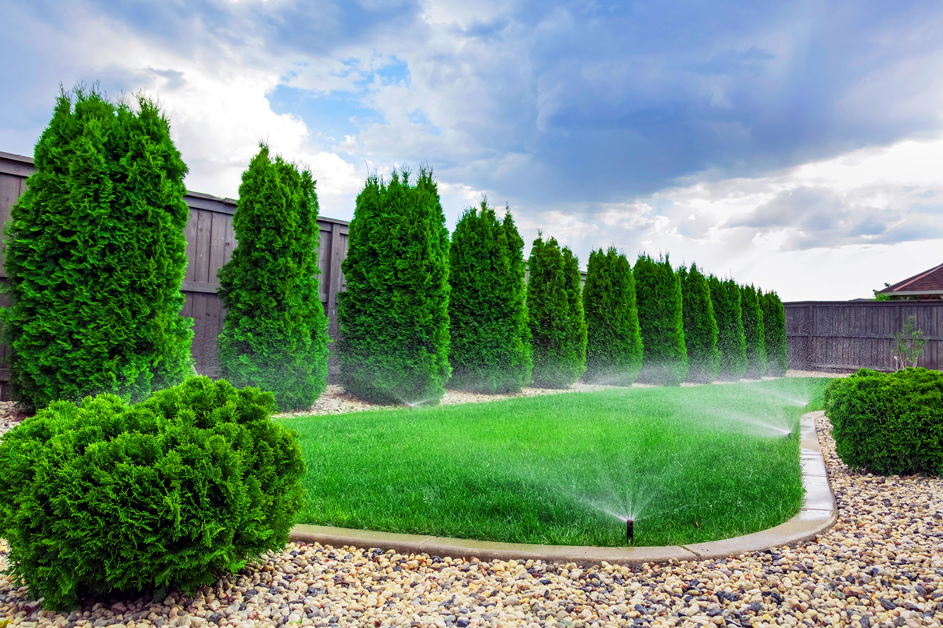 Automatic sprinkler system watering lush green lawn with arborvitae privacy trees