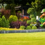 Landscaper trimming shrubs with shears in garden bed