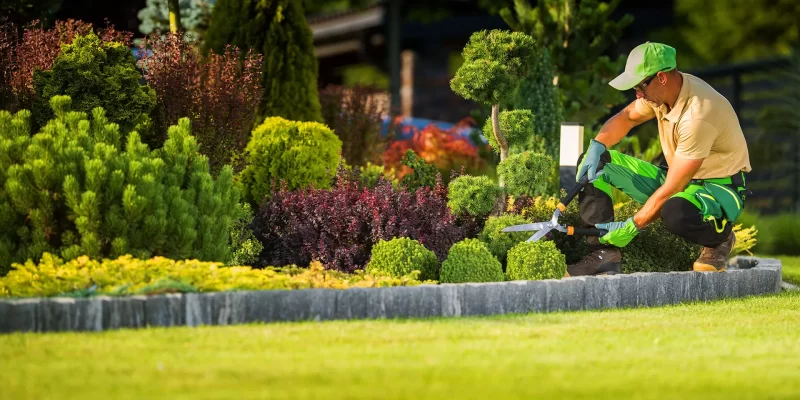 Landscaper trimming shrubs with shears in garden bed