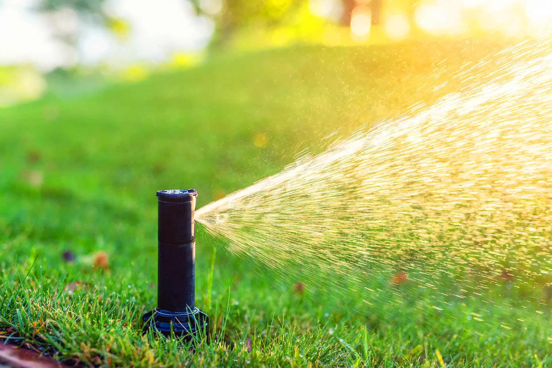 Sprinkler head watering green lawn at sunset